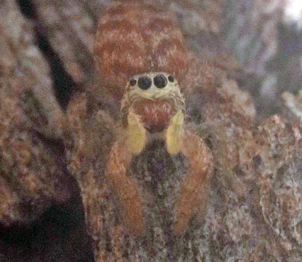 Image of Afraflacilla grayorum Zabka 1993