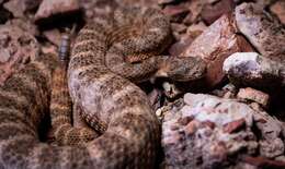 Image of Tiger Rattlesnake