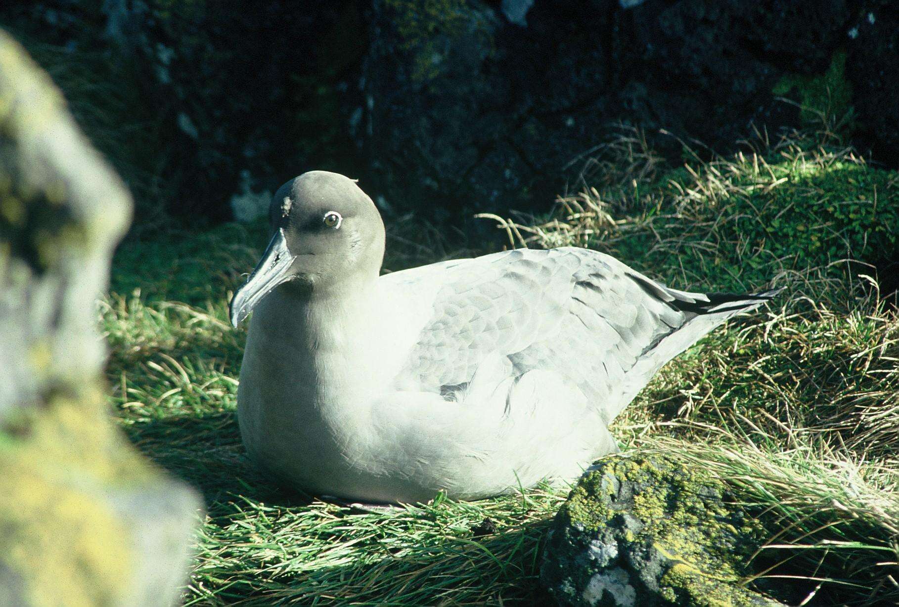 Image of Phoebetria Reichenbach 1853