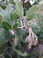 Plancia ëd Arctostaphylos crustacea subsp. crinita (J. E. Adams) V. T. Parker, M. C. Vasey & J. E. Keeley