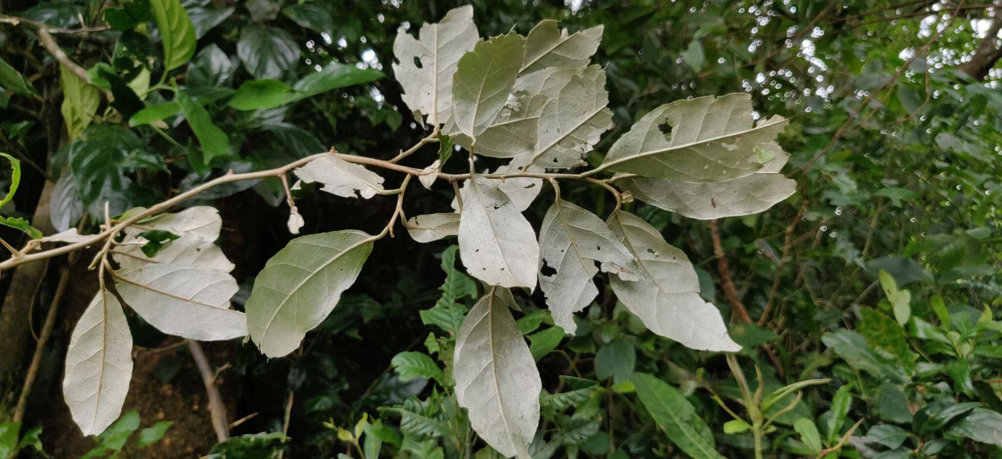 Image of Elaeagnus conferta Roxb.