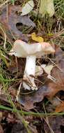 Image de Russula paraemetica Reumaux 1997