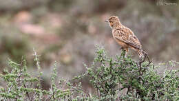 Imagem de Chersomanes albofasciata albofasciata (Lafresnaye 1836)