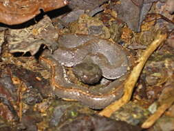 Image of White-tailed Hognose Viper