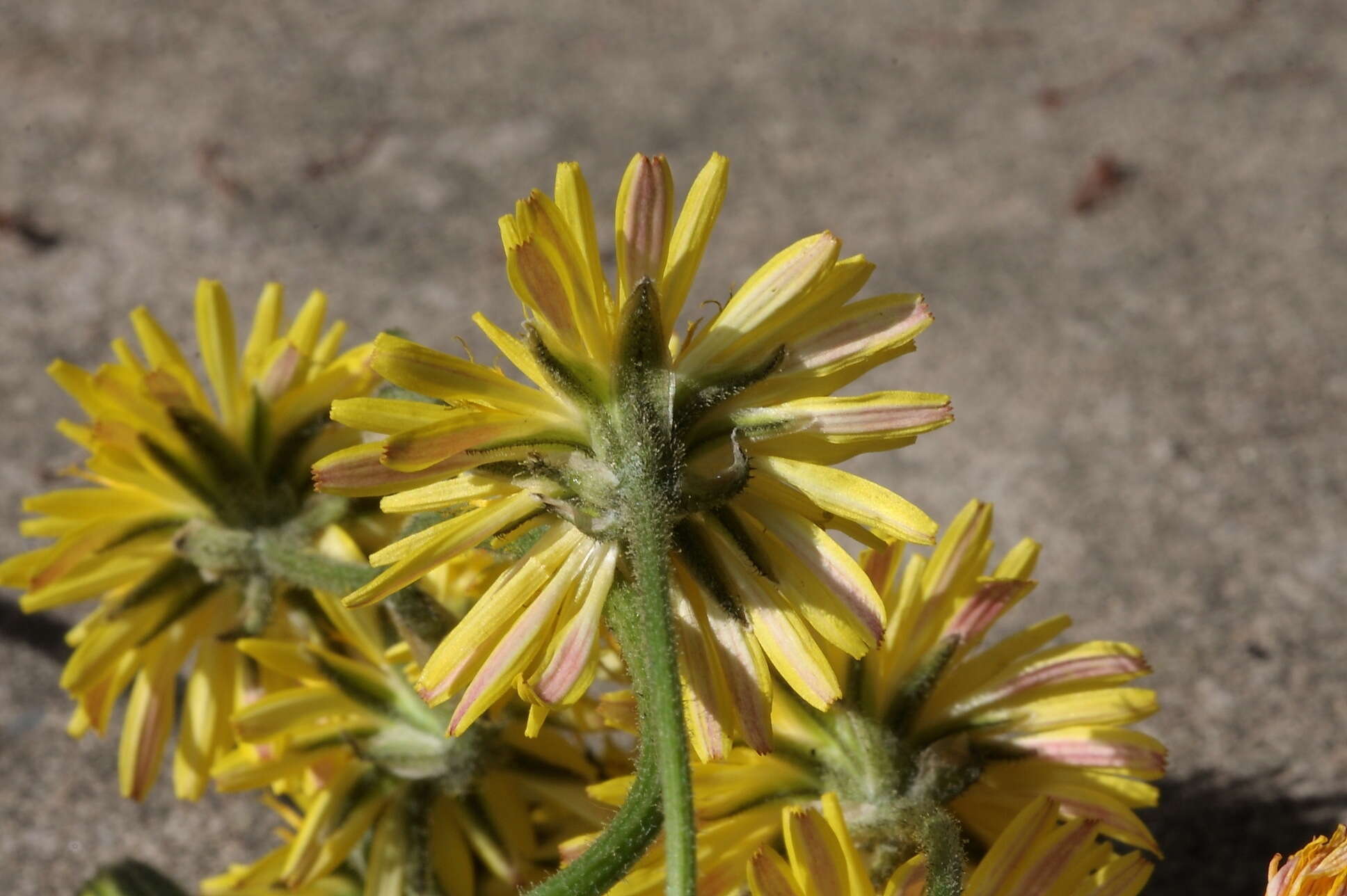 Image of Crepis vesicaria subsp. taraxacifolia (Thuill.) Thell.