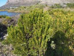 Image of Leucadendron coniferum (Thunb.) Meissn.