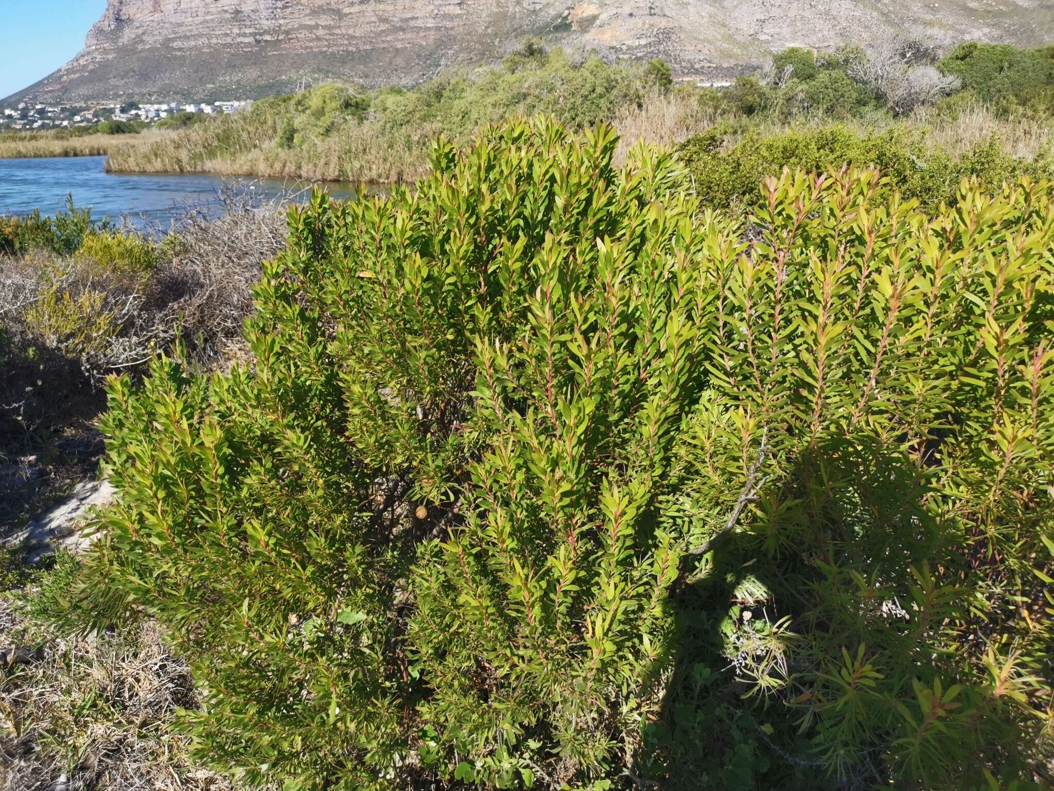 صورة Leucadendron coniferum (Thunb.) Meissn.