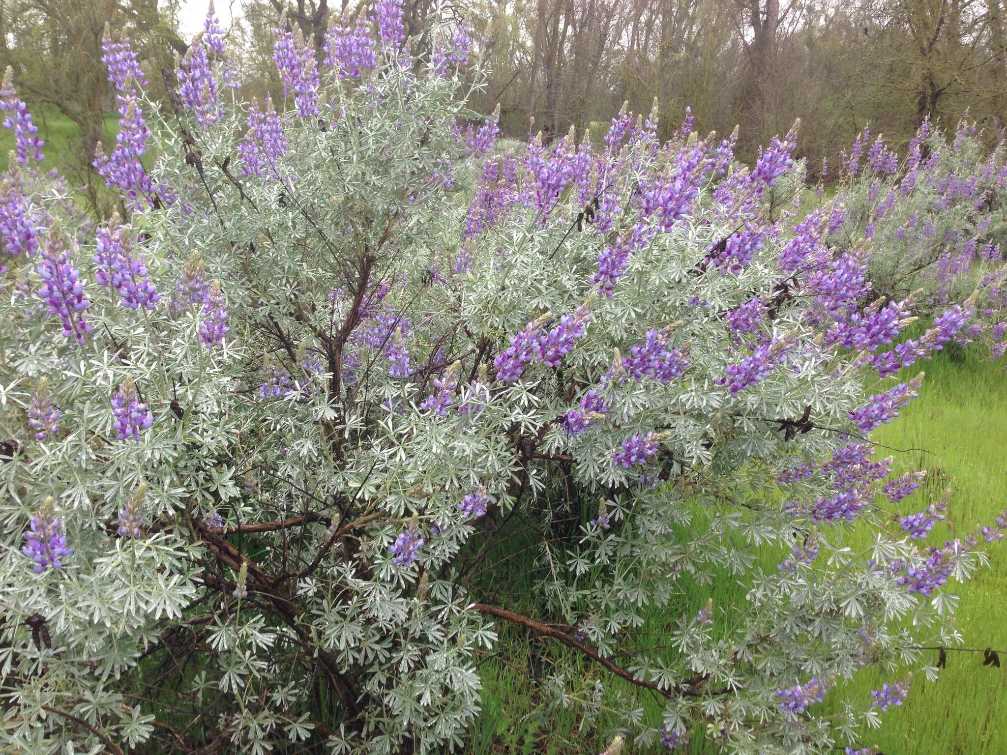 Lupinus albifrons var. albifrons的圖片