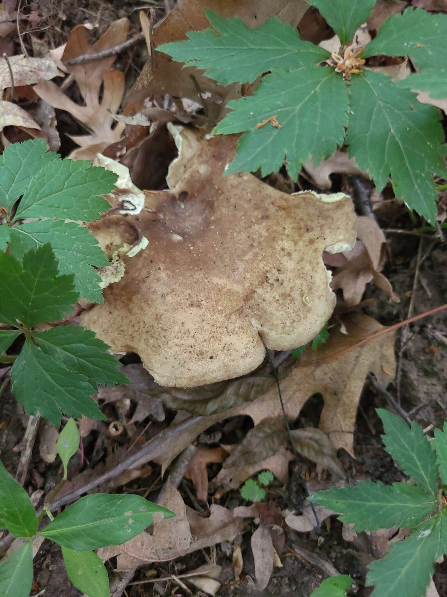 Image de Russula densifolia Secr. ex Gillet 1876