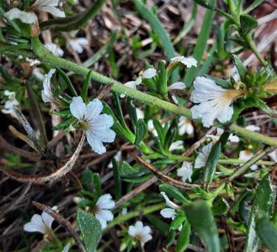 Слика од Scaevola repens de Vriese