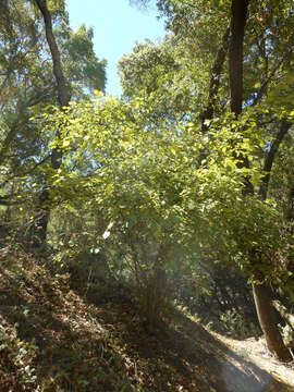 Image of Corylus cornuta subsp. californica (A. DC.) A. E. Murray