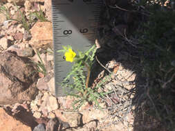 Image of whitestem blazingstar