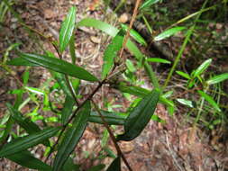 Image of Phebalium longifolium S. T. Blake