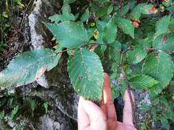 Image of September elm