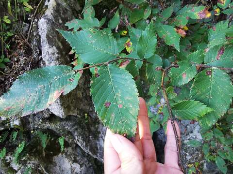 Imagem de Ulmus serotina Sarg.