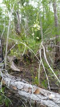 Image de Schoenolirion albiflorum (Raf.) R. R. Gates