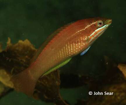 Image of Luculentus Wrasse