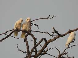 Image of Goffin's Cockatoo