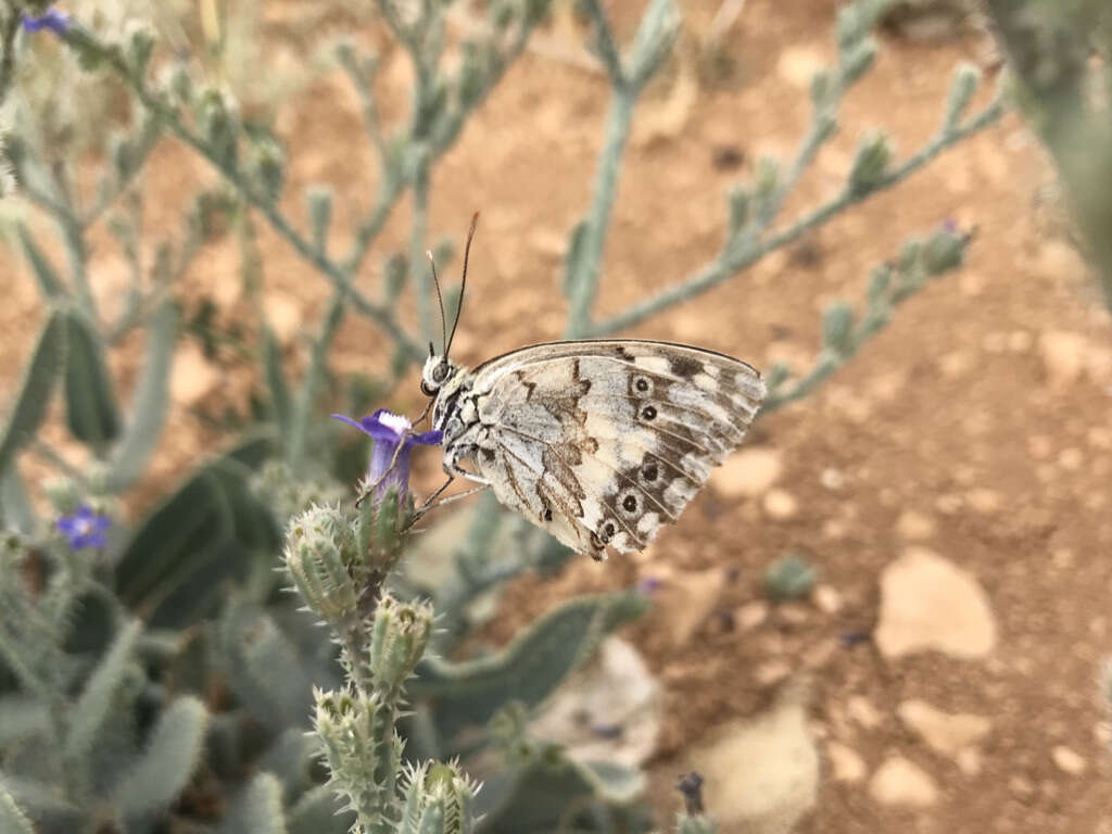 Imagem de Melanargia titea Klug 1832