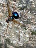 Image of Lamprogaster flavipennis Macquart 1843