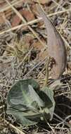 Asclepias nummularia Torr. resmi