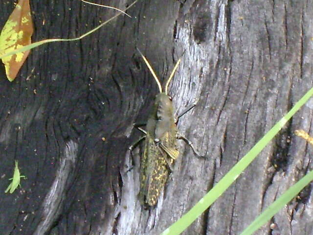 Image of lubber grasshopper