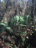 Image of dwarf palmetto