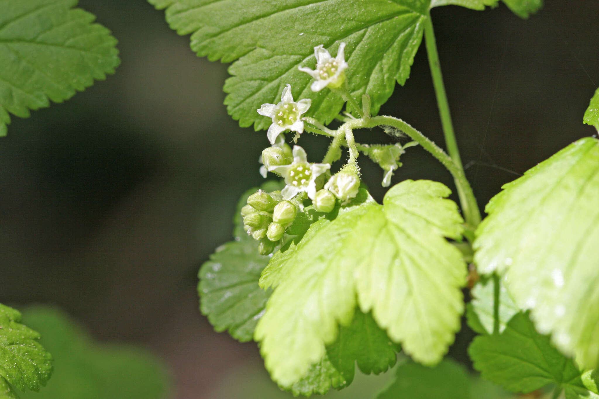 Plancia ëd Ribes wolfii Rothrock