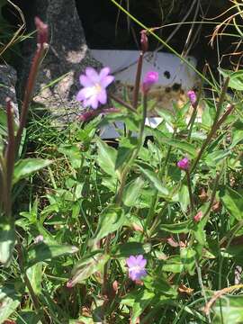 Image of Epilobium algidum M. Bieb.