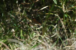 Image of Copper Demoiselle