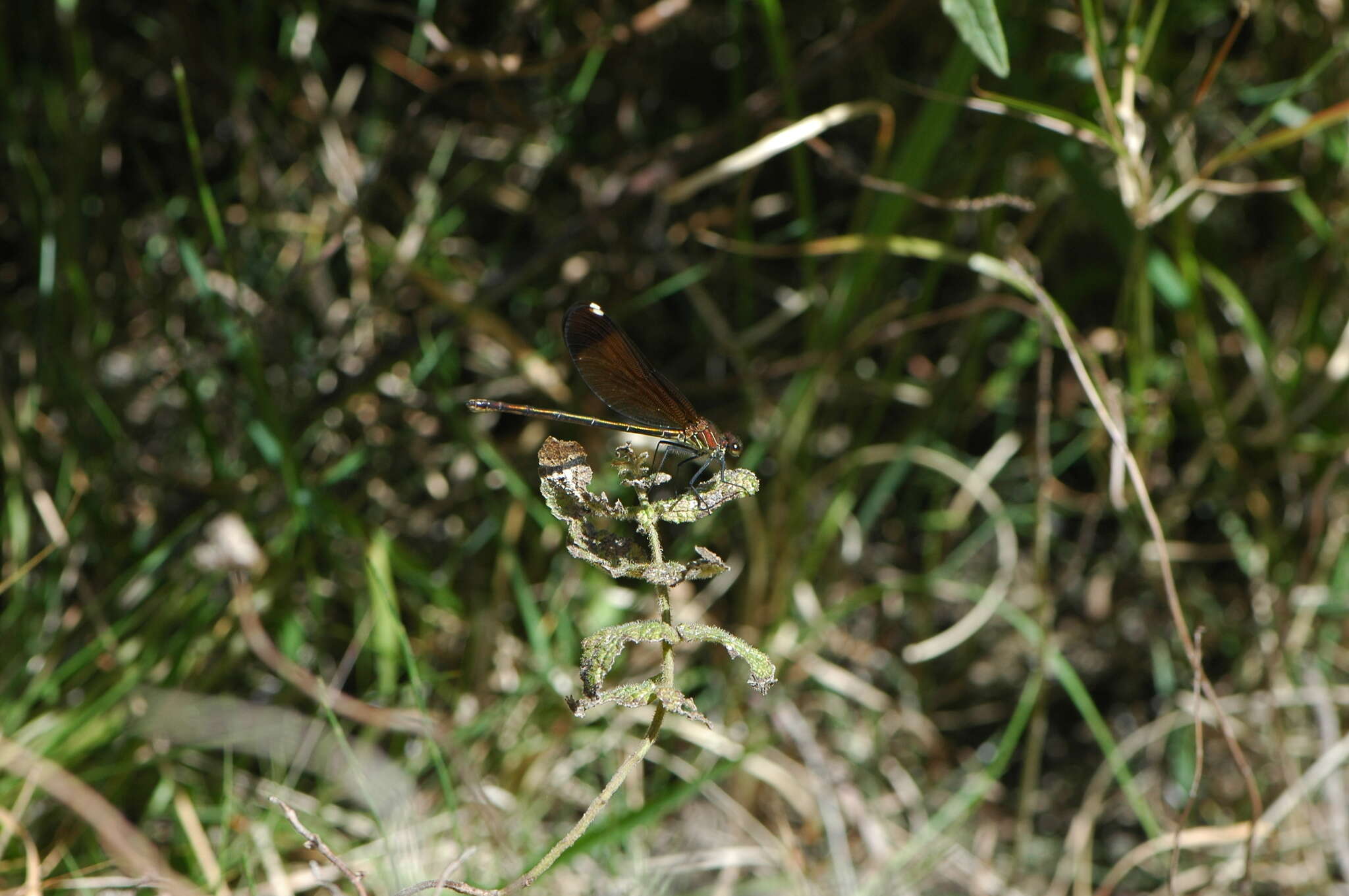 Image of Copper Demoiselle