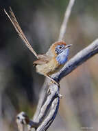 Image of Mallee Emu-wren