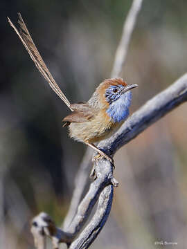 صورة Stipiturus mallee Campbell & AJ 1908