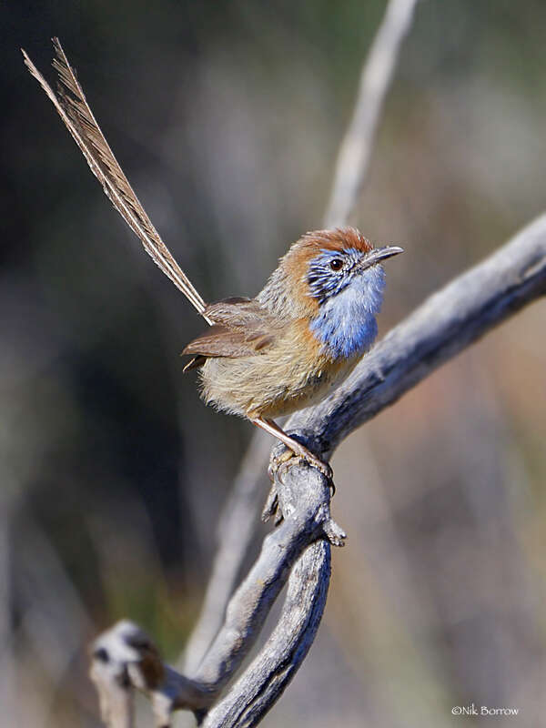 Imagem de Stipiturus mallee Campbell & AJ 1908