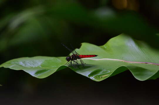 Image of Lyriothemis elegantissima Selys 1883