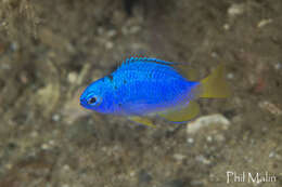 Image of Blue damsel