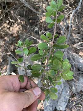 Image of Searsia lucida elliptica (Sond.) Moffett