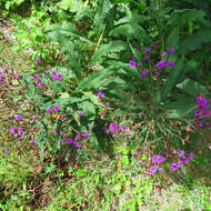 Vernonia gigantea (Walt.) Trel. ex Branner & Coville resmi