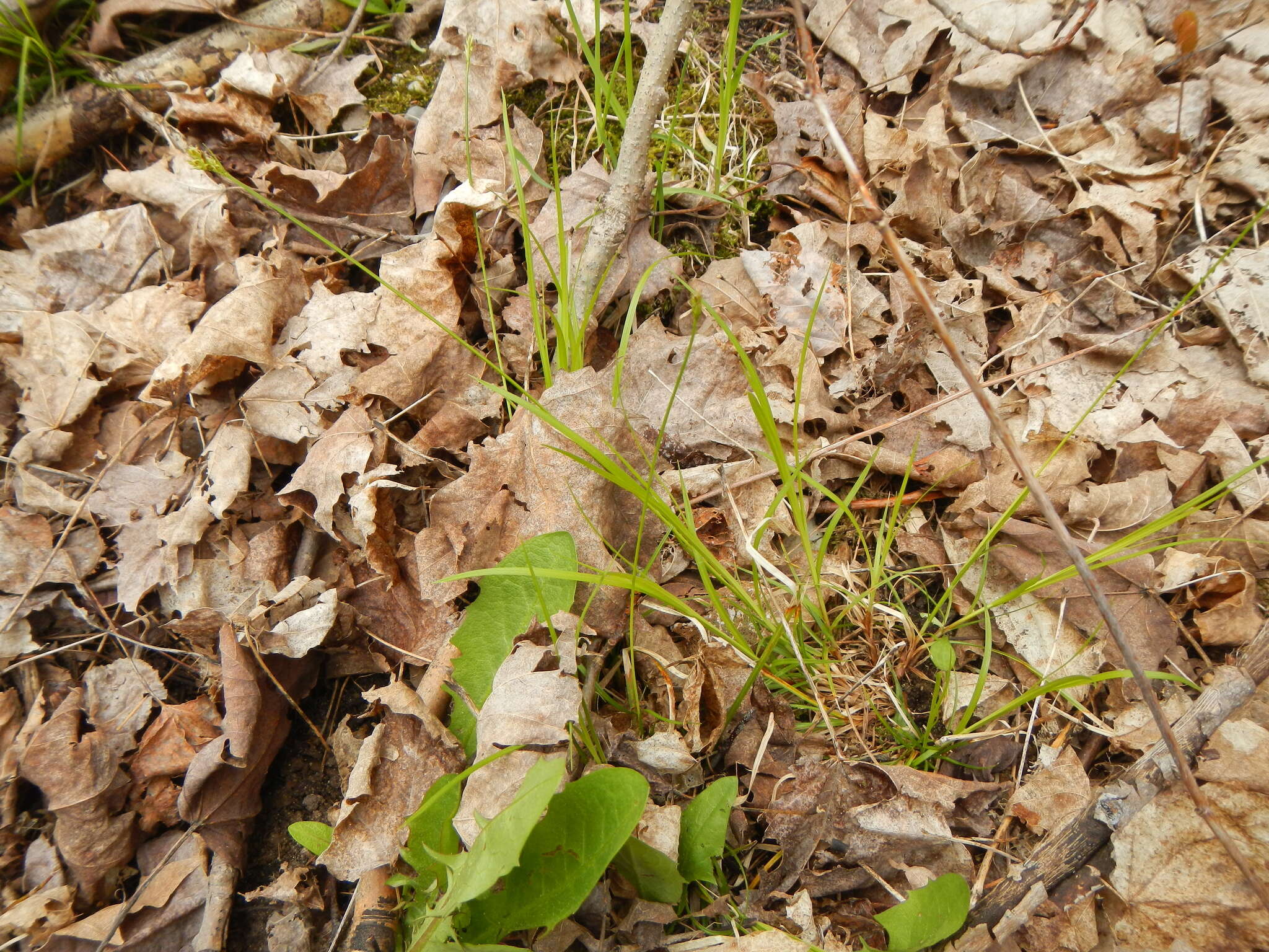 Image of Peck's sedge