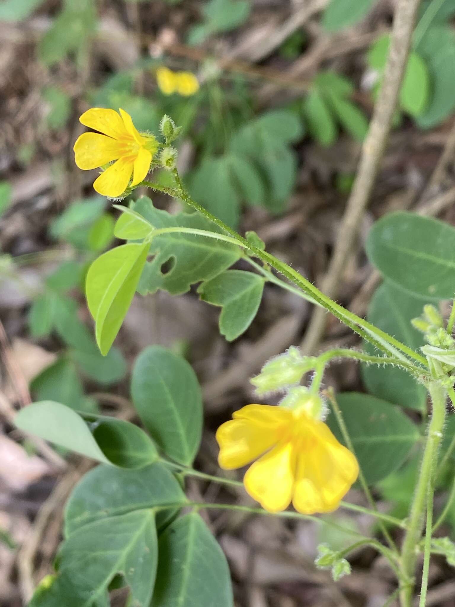 Sivun Oxalis alstonii A. Lourteig kuva