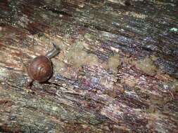 Image of Austrochloritis wollemiensis Shea & Griffiths 2010