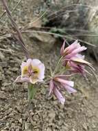 Image de Calochortus persistens Ownbey