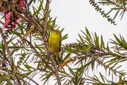 Image of Pale White-eye