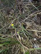 Image de Linum trigynum L.