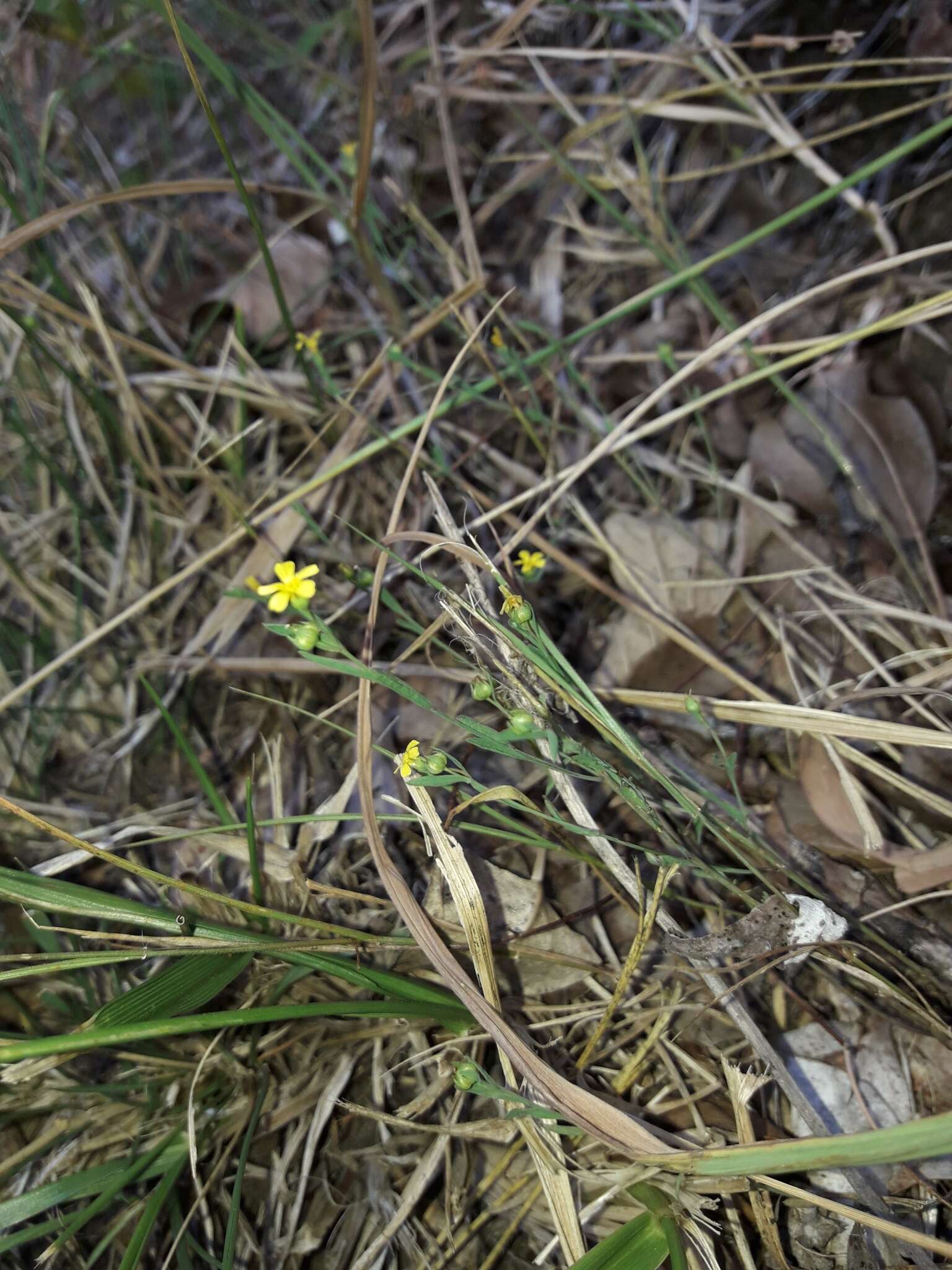 Image de Linum trigynum L.