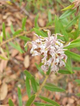 Image of Grevillea phylicoides R. Br.