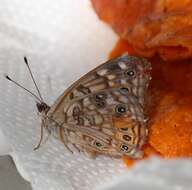 Image de Asterocampa celtis antonia