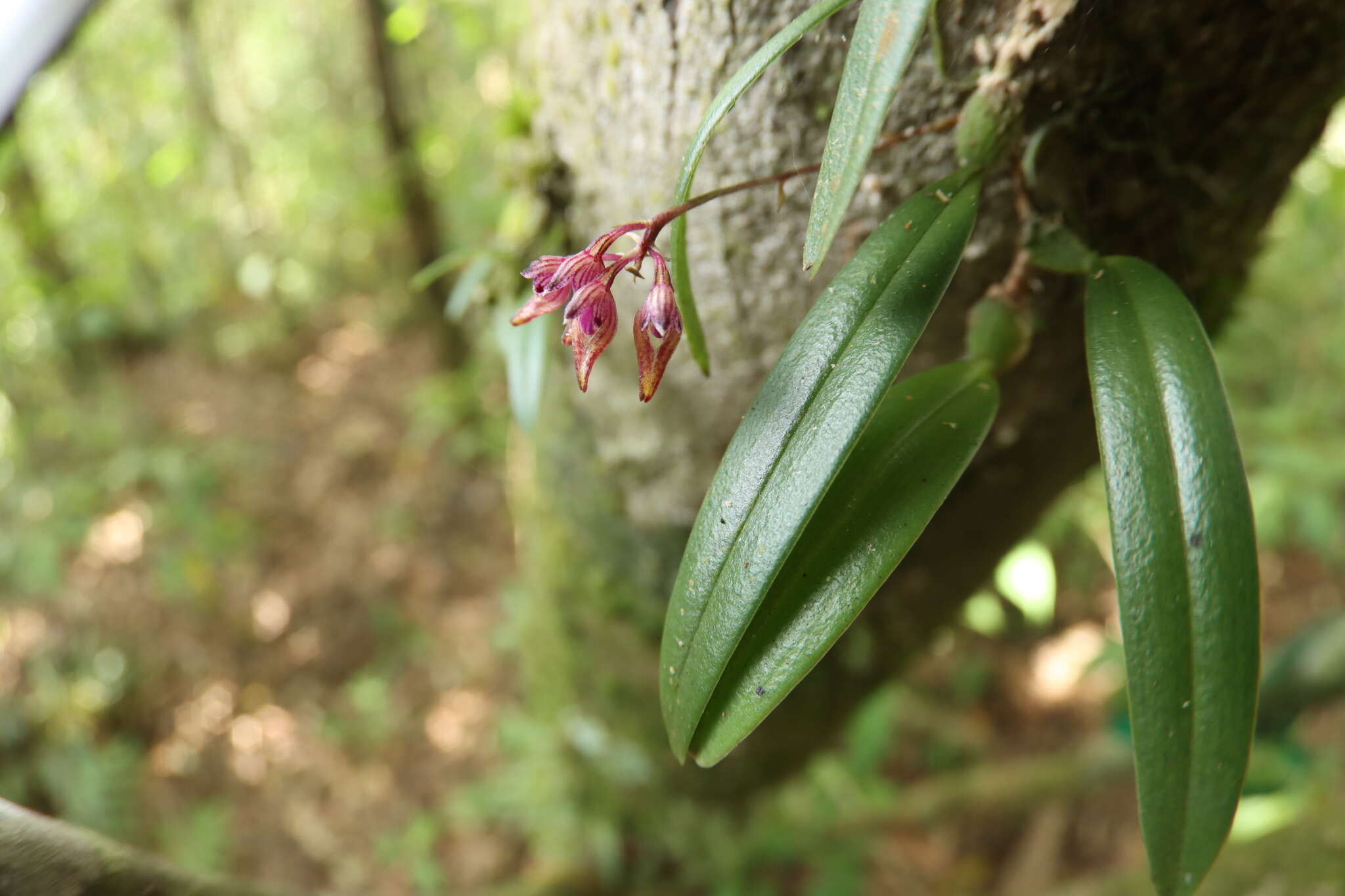 Image of Bulbophyllum japonicum (Makino) Makino
