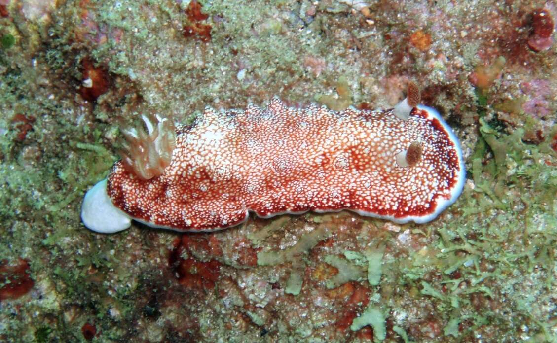 Image of Reticulated red slug