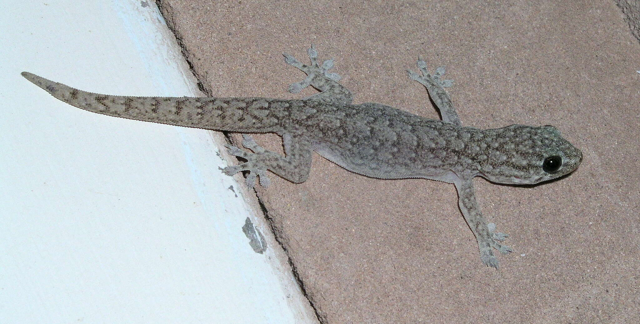 Image of Gehyra versicolor Hutchinson, Sistrom, Donnellan & Hutchinson 2014